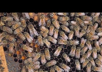 The buzz around Patoka Lake is that pollinators are an important part of nature