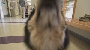 Pet Clinic Vaccine Rodeo Clean