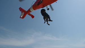 Coast Guard conducts K9 hoist training in Galveston, Texas