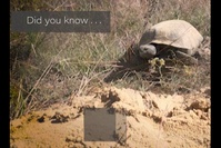 Eglin AFB Gopher Tortoise relocation