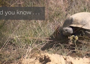 Eglin AFB Gopher Tortoise relocation