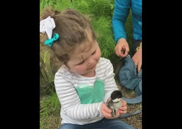 Army engineers partner for 25 years with federal biologists to study duck nesting ecology in Alaska