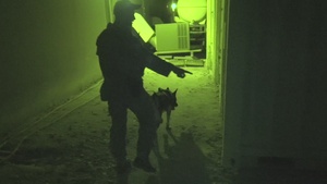 Deterrence and detection with dogs of the "Deid"