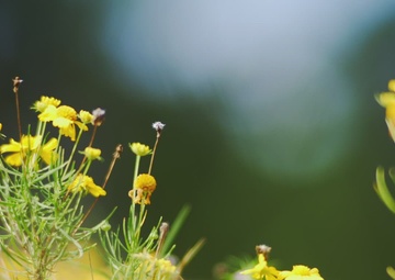 82nd Abn. Div. Ranger S.U.R.T. Patrol Part 1