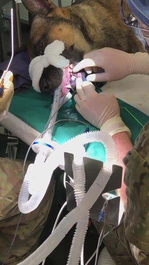 Military working dog undergoes root canal operation
