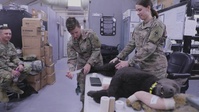 Training to save canine lives