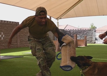 Do Not Pet B-Roll stringer part 1