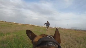 Tyndall Working Dogs