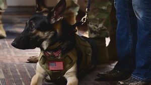 Service dog for Service-member