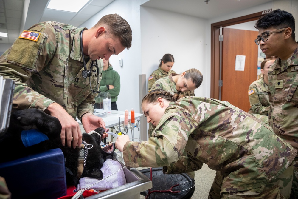 DVIDS Video 109th Medical Detachment Veterinary Services collective