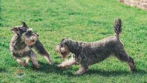 February: Pet Dental Health Hygiene Month