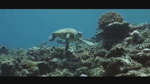Okinawa Water Safety | 1 Min