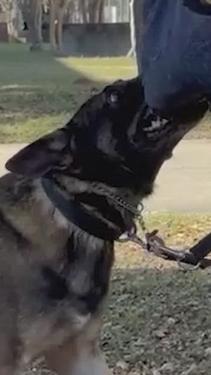A Day in the Life of a Military Working Dog