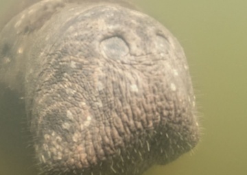 Florida Manatees Feed On Seagrass At MacDill
