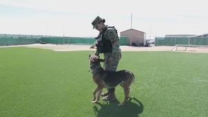 What's your warrior: 31K Military Working Dog Handler