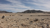 Teaser: "War Dogs" trained, evaluated as designated marksmen