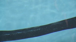 Misawa Pacific Update: Misawa Sharks Swim Meet