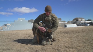 Military Working Dog - B-roll  F.E. Warren AFB, Cheyenne, WY