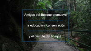 The Toro Negro Forest