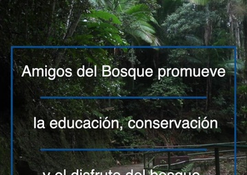 The Toro Negro Forest