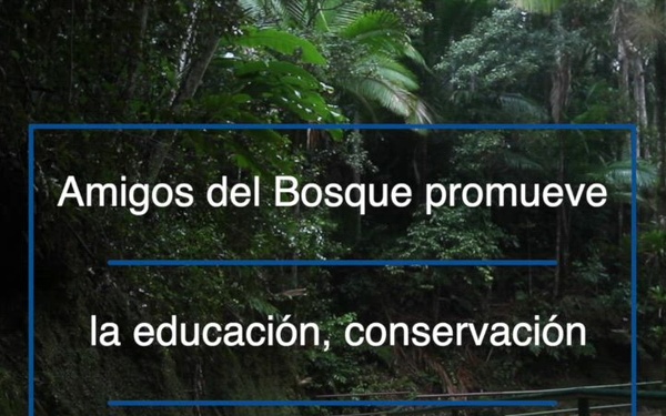 The Toro Negro Forest