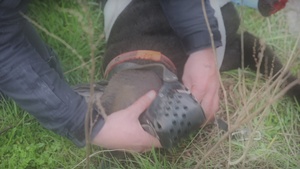 Baumholder K9 Tactical Casualty Combat Care Course