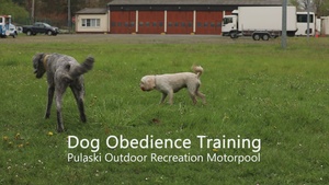 Dog Obedience Training