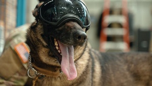 Military Working Dog Desensitization Training
