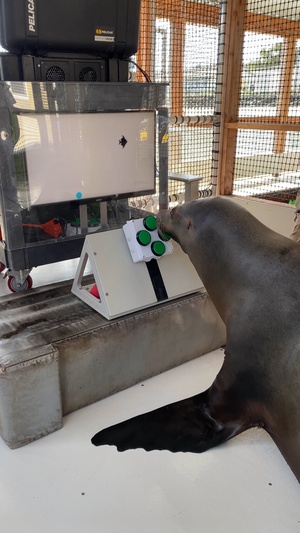 The Navy’s sea lions love video games