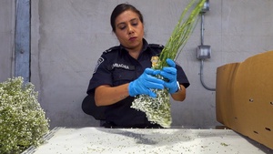 B-Roll: Cut Flower Inspections San Diego