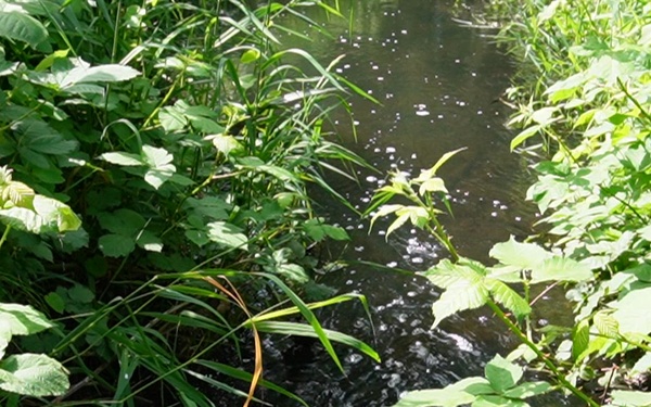 Mountlake Terrace Ballinger Park Aquatic Ecosystem Restoration Project
