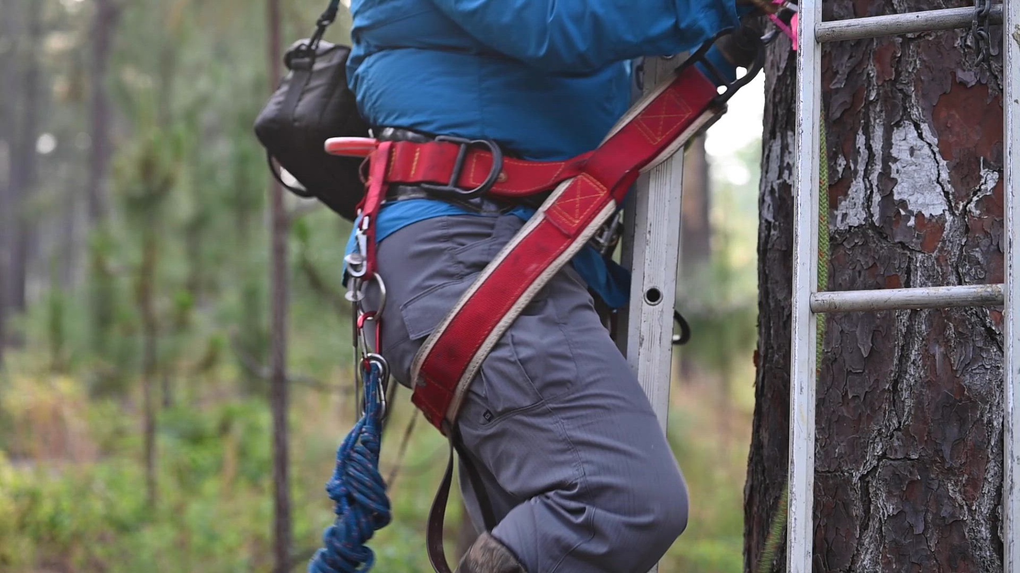 Carolina Causey, U.S Air Force 20th Civil Engineering Squadron endangered species manager, monitors red-cockaded woodpeckers breeding habits and success at Poinsett Range, S.C., May 22, 2023. Shaw’s red-cockaded woodpecker population has grown from 28 active clusters in 2015 to 38 active clusters in 2023, exceeding their population goal by eight clusters. (U.S. Air Force video by Airman 1st Class Meghan Hutton)