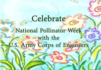 Celebrate Pollinator Week with USACE