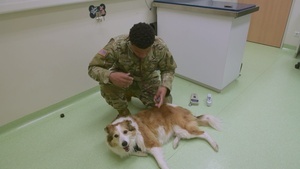 PCSing with Pets: Common mistakes