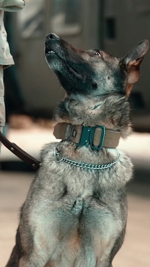 Military Working Dog Desensitization Training (vertical)
