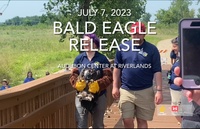 Bald Eagle Release at the Audubon Center at Riverlands