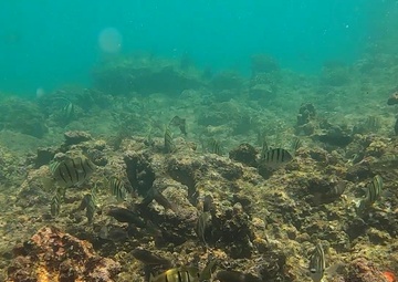 Pets During PCS Season