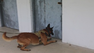 Military Working Dogs Explosives Ordinance Disposal Hanuman Guardian 2023