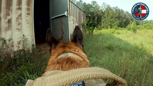 Cadaver Dog Training