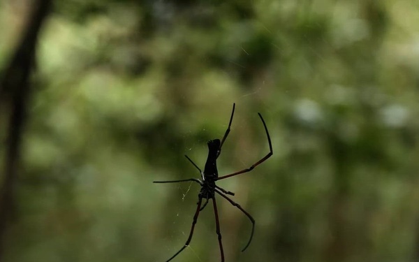 Patrol Exercise V3/6