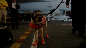 Military Facility Working Dog