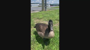 Wildlife at Fort Indiantown Gap