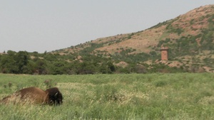 Buffalo resting at Wichita Mountains Wildlife Refuge near Fort Sill