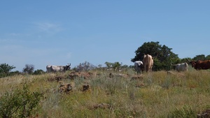 Longhorn graze near Lake Jed Johnson in Wichita Mountains Wildlife Refuge