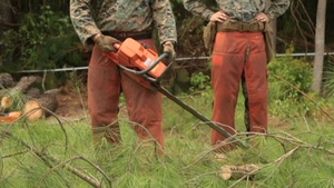 Combat Engineers Tree Felling Exercise
