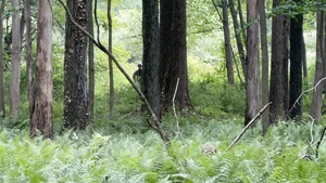Officer Candidate School culminating field training exercise