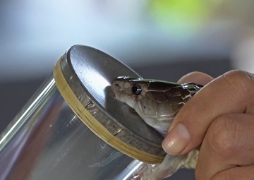 MHSRS Award Winner: Broad-Spectrum Snakebite Antidote IPT (clean version)