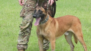 Gino, a True Dogface Soldier