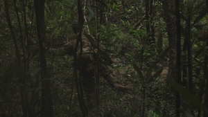 Jungle Leaders Course: Jungle Tactics