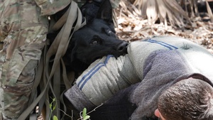 6th SFS Military Working Dog Unit Conducts Scout Training